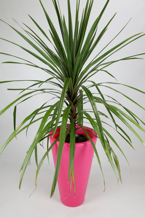 Blooming Marvelous - Ashwell - Pink large planter