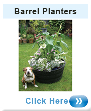 Barrel Planters