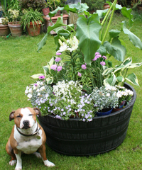 Large Barrel Planter