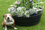 Barrel Planter 