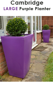 Purple Planter