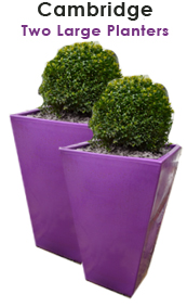 Two Purple Planters